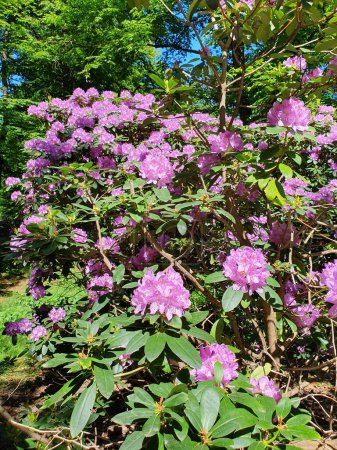 A large bush of blooming rhododendron in the park. Many pink rhododendron flowers, hot pink hybrid rhododendron flowers with leaves in the garden in summer
