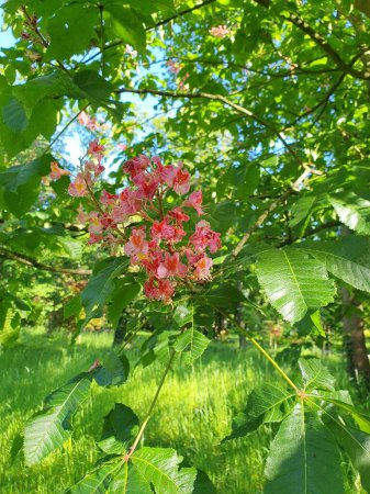 Red chestnut tree, bright green leaves, and red, pink flowers, hairy or glandular flowers collected in racemes, nature