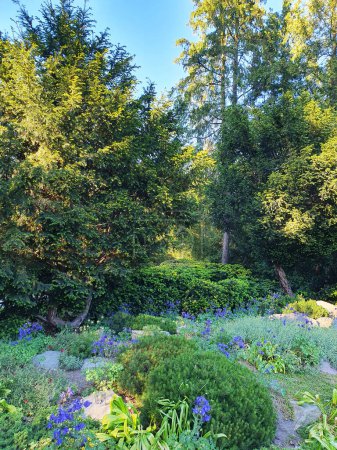 Téléchargez les photos : Aménagement paysager de fleurs bleues, rouges et de conifères, orné de pierres, dans un parc urbain, nature - en image libre de droit