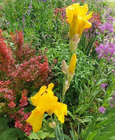 Iris jaunes en fleurs dans un parterre de fleurs dans le jardin. fleurs d'iris gros plan