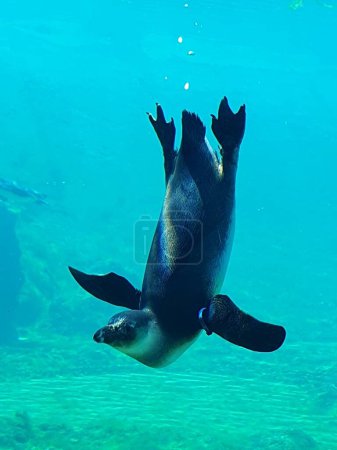 Der ertrinkende Pinguin oder Kappinguin ist die einzige Art von Afrikanischem Pinguin, flugunfähiger Vogel, Pinguine schwimmen im Aquarium von Breslau