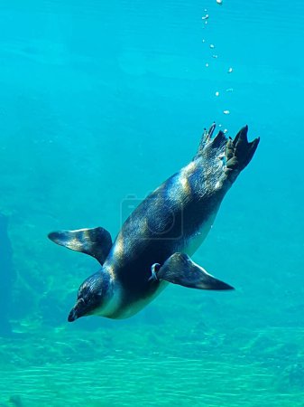 Der ertrinkende Pinguin oder Kappinguin ist die einzige Art von Afrikanischem Pinguin, flugunfähiger Vogel, Pinguine schwimmen im Aquarium von Breslau