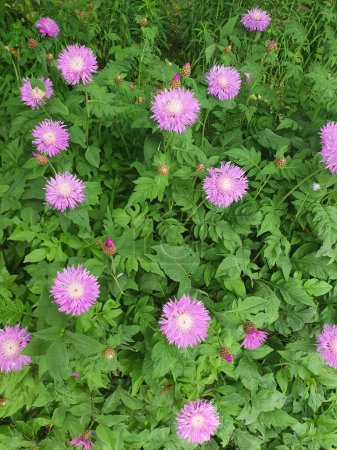 Cornflower is a perennial, delicate pink-purple flowers growing in a club garden.