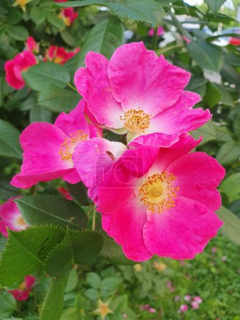 The alpine rose has simple bright pink flowers with a light center, the alpine rose is a unique type of rose hip.