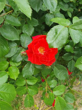 Flower rose Fiona groundcover, flowers are bright red, flat-cupped, semi-double. Flower garden