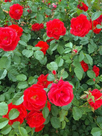 Flower rose Fiona groundcover, flowers are bright red, flat-cupped, semi-double. Flower garden