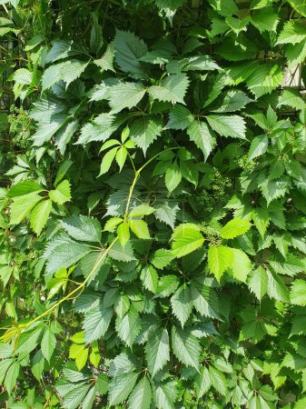 Vintage-Quinquefolia, grüne Wand aus Webpflanzen, Natur
