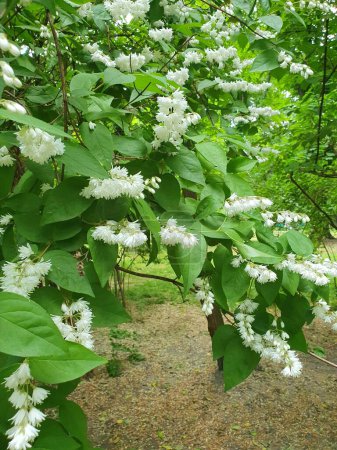 Deutia crenate schöne weiße Blüten aus der Familie der Hortensien, Strauch, Natur