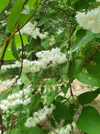 Deutzia crenate, hermoso blanco, flores, abeja sentado en una flor, flores de la familia hortensias, arbusto, naturaleza