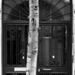 Shot in black and white a series of images showing urban trees forming varied geometries with the main doors of the buildings. Set at Barcelona, Catalunya, Spain, Europe
