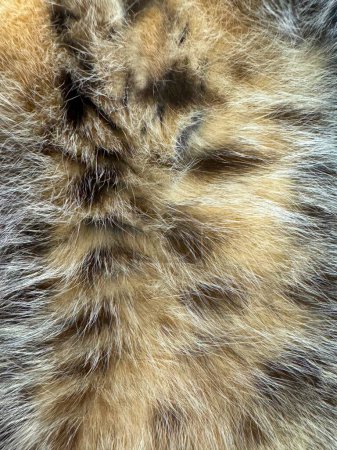 Téléchargez les photos : Gros plan d'une fourrure de chat - en image libre de droit