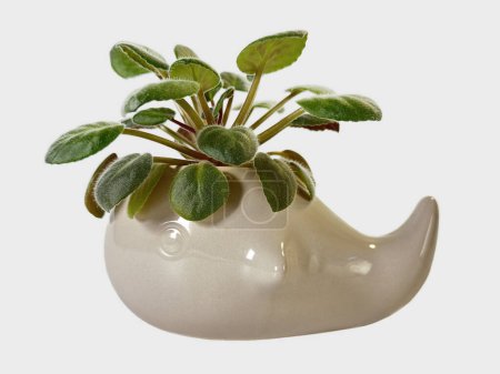 Eine grüne Pflanze mit unscharfen Blättern wächst aus einem skurrilen, glänzenden, beigen Topf in der Form eines Wals, isoliert vor weißem Hintergrund