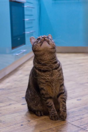 Un chat curieux à la fourrure rayée s'assoit avec attention sur un plancher de bois, le regard fixé vers le haut