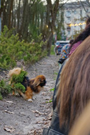 A small fluffy dog with black, white and brown fur walks along a dirt path among green bushes in a city park. In the foreground the backs of people sitting on a bench are partially visible