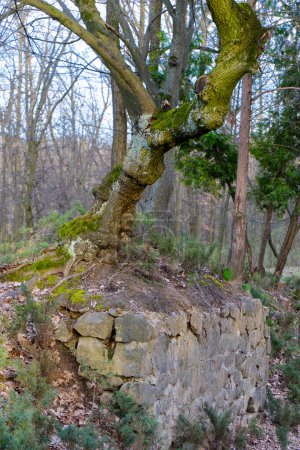 A gnarled tree with vibrant green moss grows atop a rocky outcrop, showcasing natures resilience and the beauty of an undisturbed environment.