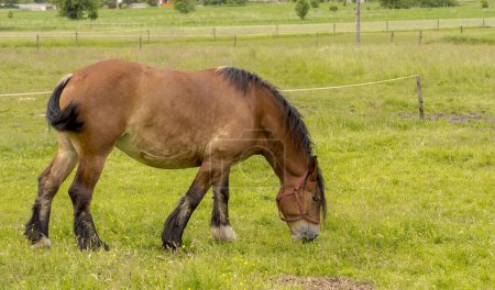 Un cheval de trait broutant dans une prairie - dans le enclos. Un animal de trait fortement construit mangeant de l'herbe fraîche de printemps avec plaisir. 