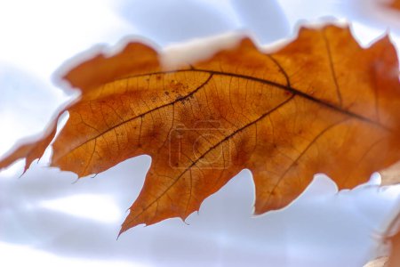 Ein trockenes Eichenblatt, das an einem Baum vor einem grauen Februar-Himmel hängt. Ein goldenes, orangefarbenes, trockenes Blatt vor einem bewölkten, grauen Winterhimmel . 