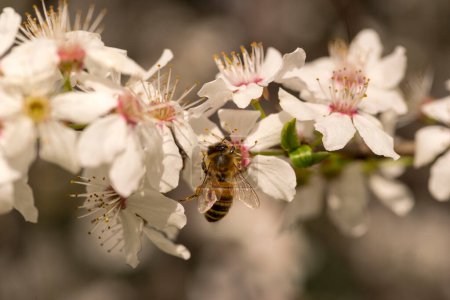 bee on the flower . A bee feeding on nectar in a plum blossom. A bee busily collecting pollen and nectar at the peak of a fruit tree s flowering . 
