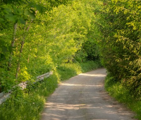Chemin forestier vert au printemps. Un virage sur un chemin de terre parmi les forêts printanières par un après-midi de printemps ensoleillé. Une route pittoresque au milieu d'une belle nature dans la luxuriante floraison de mai. Forêts denses vertes sur les collines près d'Ostrowiec . 