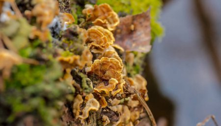 Nahaufnahme eines Pilzes auf dem Baum.Zarte saprophytische Pilze wachsen auf einem morschen Baumstumpf. Ende Februar im Wald - Frühlingserwachen im polnischen Wald bei Ostrowiec. 