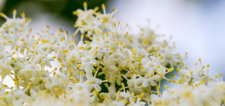 Photo for White flowers in the garden.White elderberry flowers shown close up.Inflorescence of a medicinal (antiviral) plant - elderberry . A delicate, airy cloud of white flowers. - Royalty Free Image