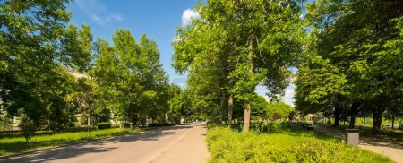 Une vue sur la route à travers les arbres dans le parc.Une route asphaltée et des allées de parc au milieu d'un lotissement au milieu d'une verdure luxuriante.Un après-midi de juin ensoleillé à la hauteur du printemps dans un lotissement résidentiel à Ostrowiec . 
