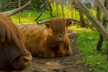 A closeup of a cow with a horns in a farm. Shaggy Scottish red highland cow rests on the cool ground in the shade. A cow with large horns and the appearance of an aurochs, but with a gentle nature, looks around curiously while lying down.  