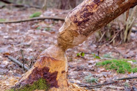 Textura del tronco del árbol, fondo de madera natural.Un árbol roído por castores en un día lluvioso en el bosque al final del invierno. Tarde de febrero en el bosque cerca de Ostrowiec. Rastros de la presencia de castores .  