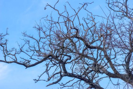 Zweige eines Baumes mit einem schönen blauen Himmel. Zweige schwarzer Heuschrecken am blauen Winterhimmel. Malerisch verdrehte Äste eines großen Baumes vor dem Hintergrund eines heiteren blauen Himmels an einem Februarnachmittag.  