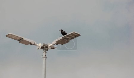 A black rook bird on a street lamp against the background of a cloudy sky . A rook with unusual plumage (with "strands" of white feathers) sits on an LED street lamp, looking around curiously .  