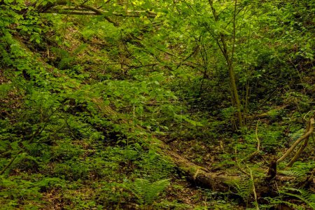 Camino del bosque en el bosque verde.El matorral salvaje de la "selva" Swietokrzyska en una tarde de mayo. Hermosos bosques en el pintoresco entorno de Ostrowiec. Bosques con un carácter salvaje casi "primordial" .  