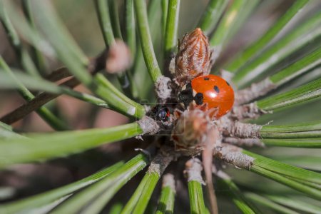Two ladybugs at the top of a pine shoot on a sunny spring day . A seven-spot ladybug and an Asian ladybug perched among pine needles in the spring sun at noon on a March day. 