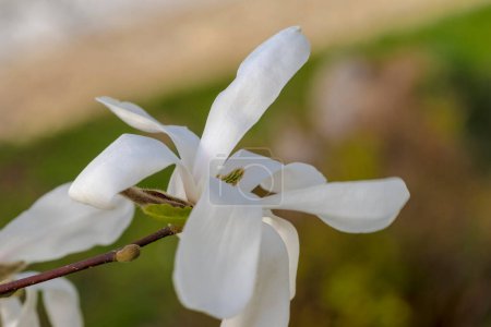 Weiße Blumen im Garten.Schöne weiße frisch geöffnete Magnolienblüte. Eine wunderschön blühende weiße Blume mit Blütenblättern wie Schmetterlingsflügeln. Exotischer Zierbaum blüht auf einem grünen Platz in der Stadt.  
