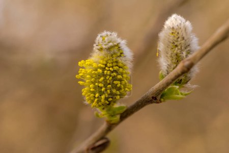 Foto de Colisiones amarillas en un árbol.Una inflorescencia de sauce se muestra en plena floración a principios de la primavera. Sauce "gatito" - inflorescencia de sauce - esponjoso y amarillo de grandes cantidades de polen, que se muestra en la floración de primavera . - Imagen libre de derechos