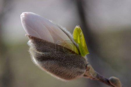 The beautiful flowers are in the garden.A beautiful white magnolia flower bud just before blooming. Spring noon in the park. A flower bud just before it "pupates" into an "adult" flower.  