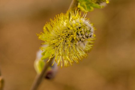 Close up view of beautiful blooming flowers. Willow inflorescence (fluffy "kitten") in full spring bloom. Willow catkins, covered in yellow pollen, smelling beautifully on a sunny spring day.  