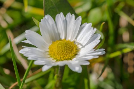 White flower in the garden. A small daisy blooming beautifully among the green spring grass. An urban lawn with blooming species of wild flowers in the spring "madness" of growth.  