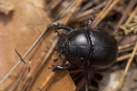 Black beetle in the nature.Round-shaped hairy and spiny dung beetle (Geotrupes stercorarius), seen from above. A useful insect "taking care" of the sanitary condition of the natural environment and at the same time for its offspring....  