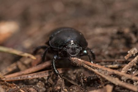 Un gros plan d'un scarabée. Un coléoptère noir et brillant sur le sol forestier. Le coléoptère arbustif et épineux (Geotrupes stercorarius) s'occupe de ses affaires parmi les aiguilles de pin, le sable et autres. .  