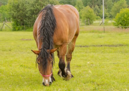 Pferd auf der Koppel. Ein Pferd auf der Weide frisst frisches Gras. Glückliches Tier auf der Wiese an einem nebligen Frühlingstag am Nachmittag.  
