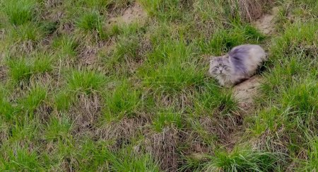 A beautiful view of a  cat.A cat with the appearance of a wildcat (or raccoon dog?!) on a grassy slope. A long-haired, gray cat sits among the grass on a March afternoon. 