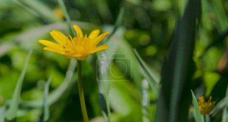 Yellow tulip on a green grass background.Yellow flowers of the mudwort (Caltha palustris) among the grass. Spring yellow flowers of a plant that likes marshy areas . 