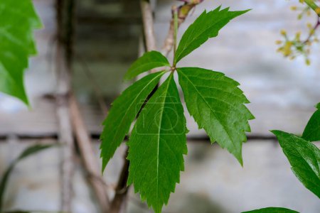 Grünes Blatt auf einem Zweig. Wildes Weinblatt vor dem Haus. Wilder Wein - ein fünfsegmentiertes Blatt einer Weinrebe, das vor einem Holzhaus wächst.  