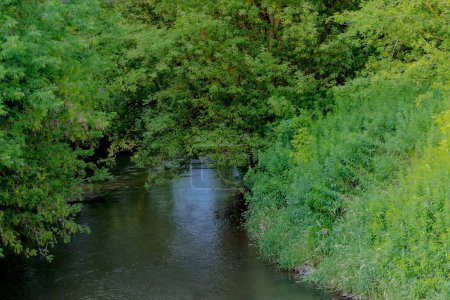 Téléchargez les photos : Rivière verte et forêt.. Une rivière sauvage (Kamienna) qui coule à travers une forêt d'érable dense. La rivière coule serpente entre les rives abondamment recouvertes d'érables à feuilles de frêne. - en image libre de droit