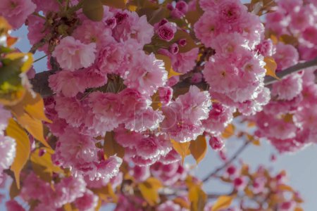 Hermosas flores rosadas en el jardín. Una tormenta de flores en el almendro (Prunus Triloba). Hermosas flores rosadas en las ramas de un arbusto decorativo en grandes números.  