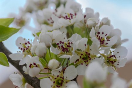 Fleurs blanches de pruneau. Un bouquet de fleurs blanches de poire sauvage contre le ciel bleu. Un vieux poirier sauvage en pleine floraison poussant sur une pelouse de la ville. 