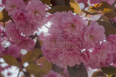 Schöne Blumen im Garten. Rosa Mandelblüten (Prunus triloba) in voller Blüte. Ein dreilappiger Mandelbaum mit vielen schönen Blumen in voller Blüte in einem Stadtpark.  