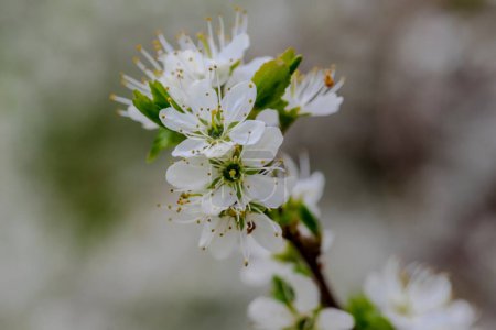 Weißdornblüte im Frühling. Blühende Schlehe. Zweig mit weißen Blüten. Eine wilde, dornige Pflanze, die tanninreiche Früchte (Pflaumen) hervorbringt. 