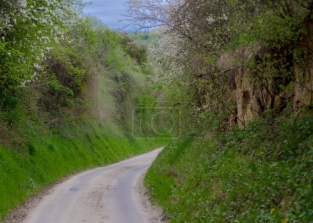 Route dans la forêt. Route asphaltée à travers la gorge par une journée nuageuse de printemps. Printemps dans un quartier vallonné et pittoresque sillonné de gorges. Beaux environs de Ostrowiec .  