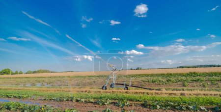 Système d'irrigation des champs de citrouille. Arroser un champ, avec de jeunes plantules de citrouille, sur un fond bleu ciel. Après-midi d'été avec un ciel dégagé. Culture au champ arrosée par un arroseur près d'Ostrowiec.  